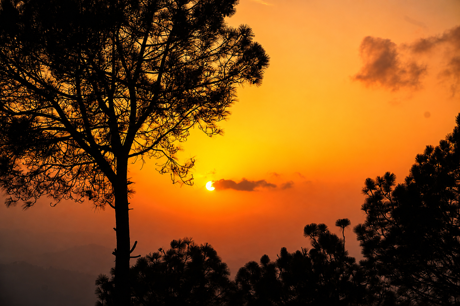 Sunset through pine trees, the setting for evening campfires near Pai Laag